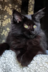 #1 Giant Maine Coon breeders UK