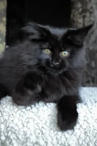 #1 Giant Maine Coon breeders UK