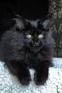 #1 Giant Maine Coon breeders UK