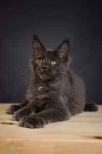 Maine Coon kittens for sale in Ireland