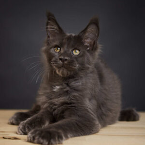 Maine Coon kittens for sale in Ireland