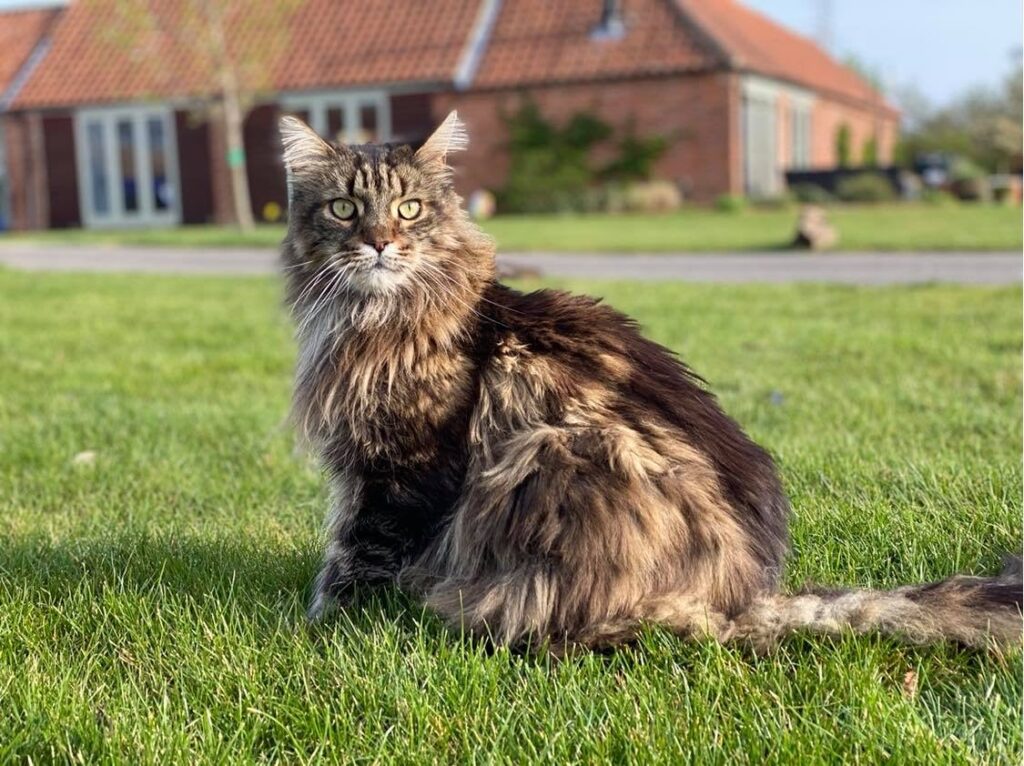 maine coon rescue