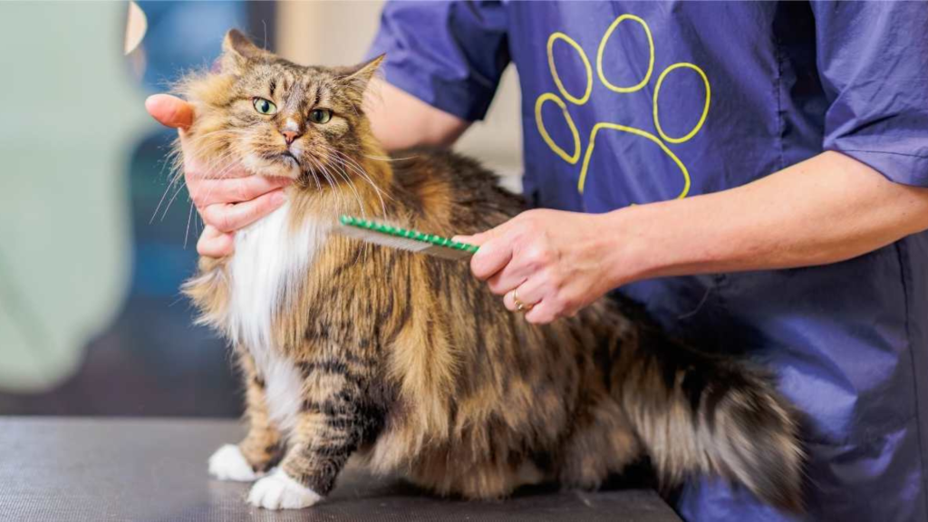 Maine Coon Grooming