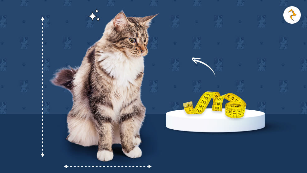 Maine Coon Cat Size Chart By Age