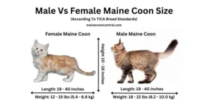 Maine Coon Cat Size