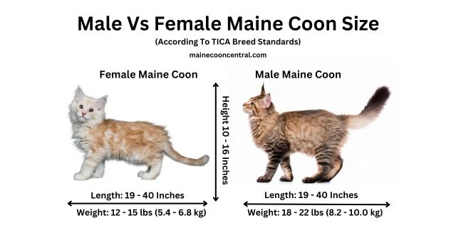Maine Coon Cat Size