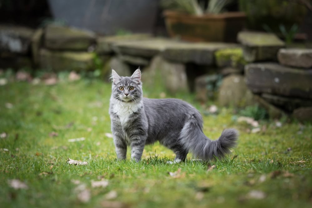 Maine Coon cats for sale