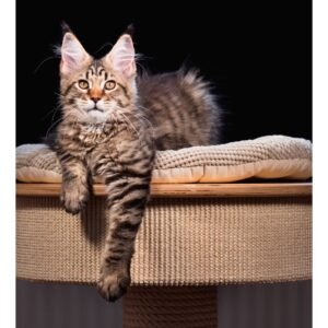Maine Coon Tabby Mix