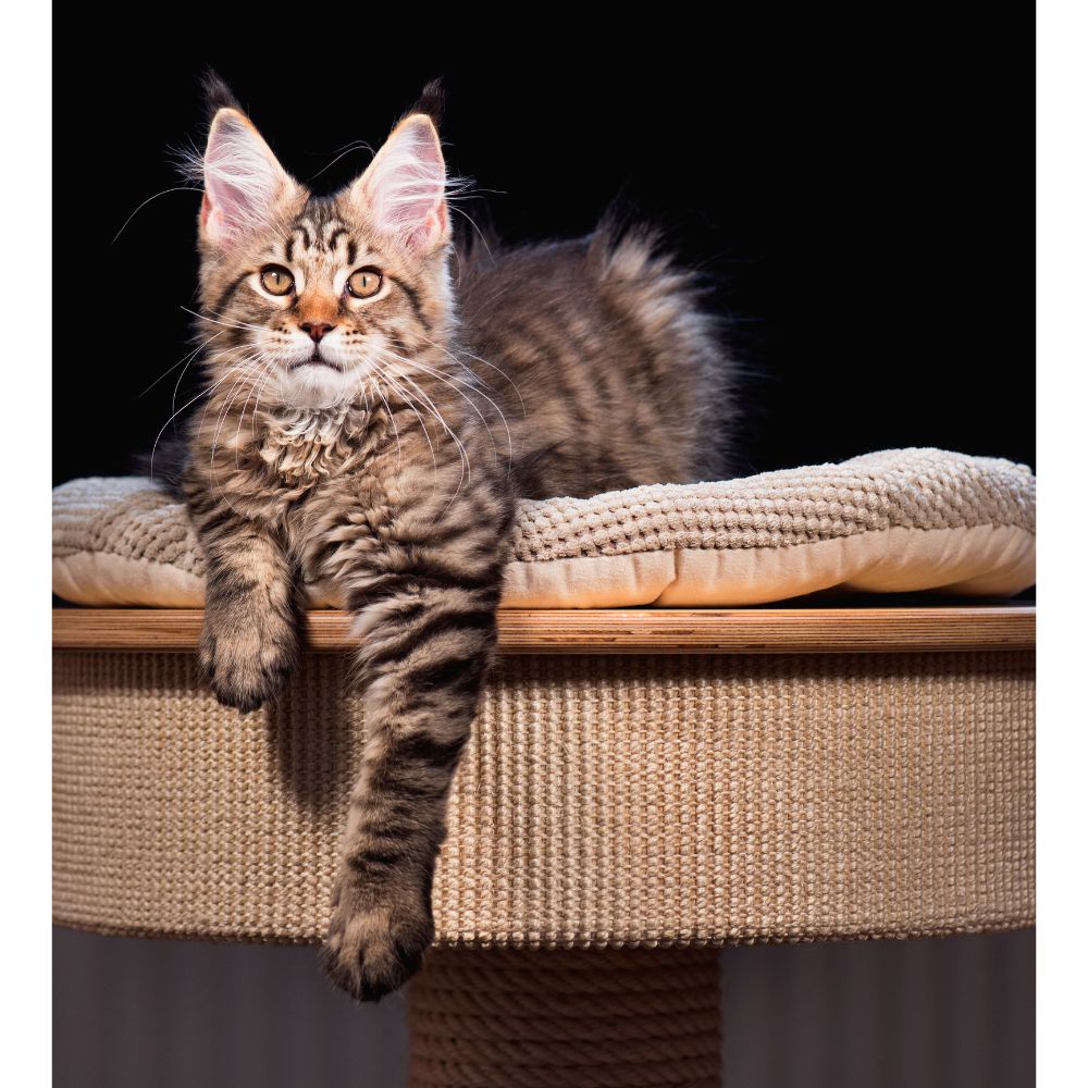 Maine Coon Tabby Mix