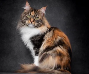Maine Coon Tabby Mix