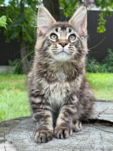 Maine Coon for sale