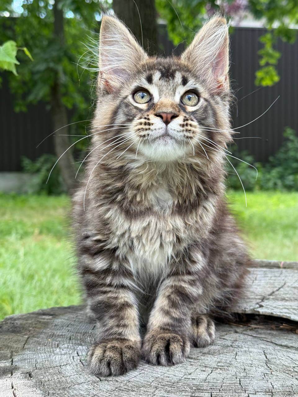 Maine Coon for sale