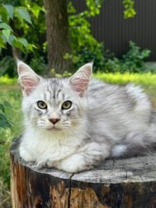 Introducing Snow, a stunning male Maine Coon POLY kitten who’s ready to melt your heart from your #1 maine coon breeders uk MaineCooneUK!