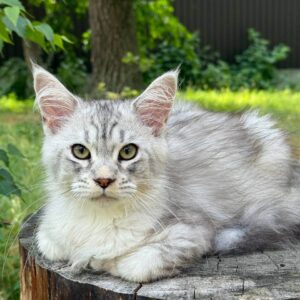 Introducing Snow, a stunning male Maine Coon POLY kitten who’s ready to melt your heart from your #1 maine coon breeders uk MaineCooneUK!