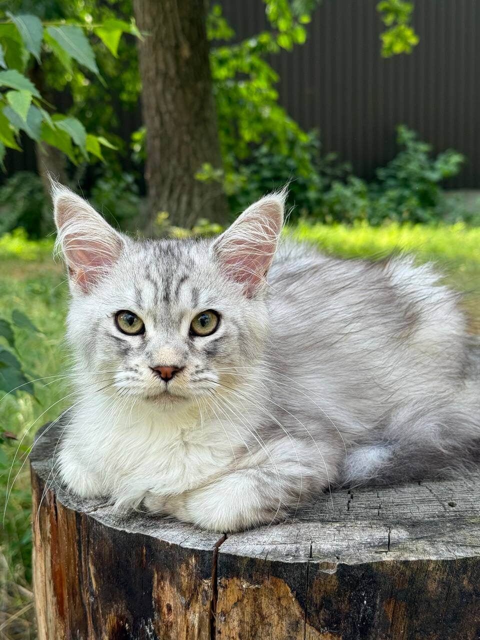 Introducing Snow, a stunning male Maine Coon POLY kitten who’s ready to melt your heart from your #1 maine coon breeders uk MaineCooneUK!