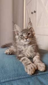 Maine Coon kittens for sale Manchester