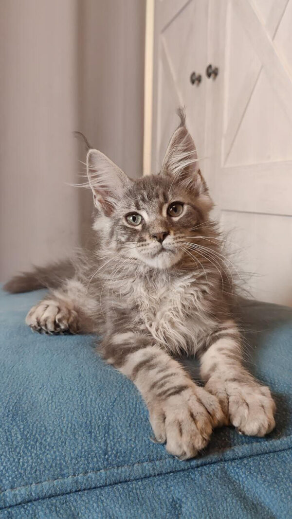 Maine Coon kittens for sale Manchester