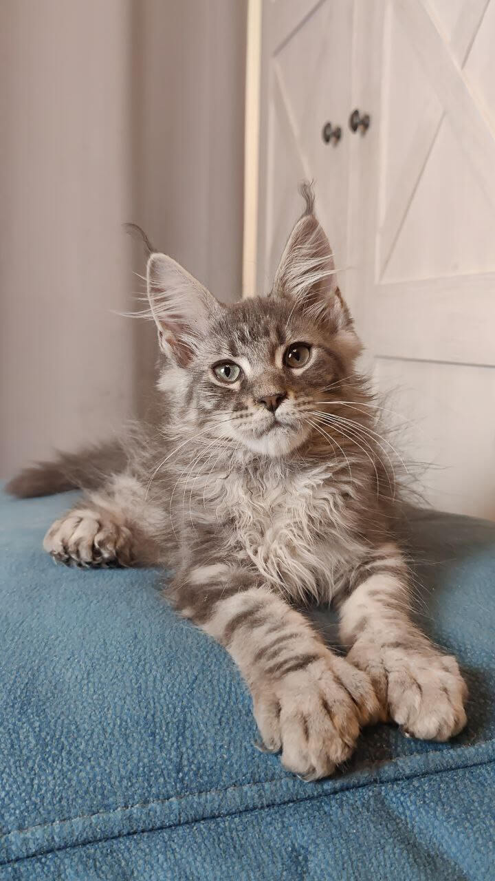 Maine Coon kittens for sale Manchester