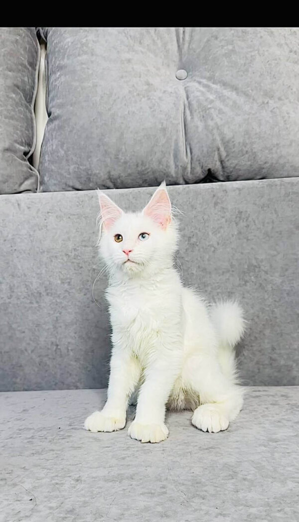 Pearla - female - Image 3