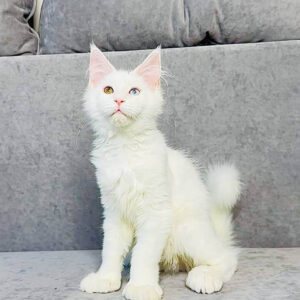 Maine Coon kittens for sale Glasgow