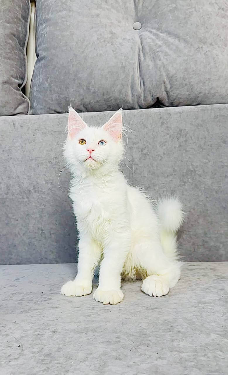 Maine Coon kittens for sale Glasgow
