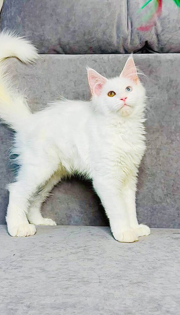 Pearla - female - Image 2