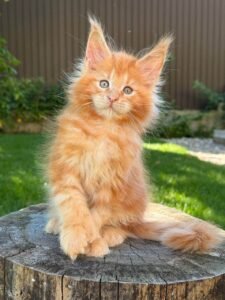 Giant Maine Coon kittens for sale