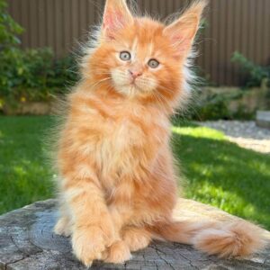 Giant Maine Coon kittens for sale