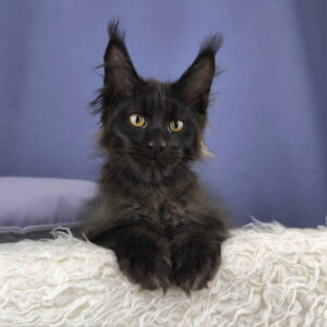Maine Coon kitten for sale