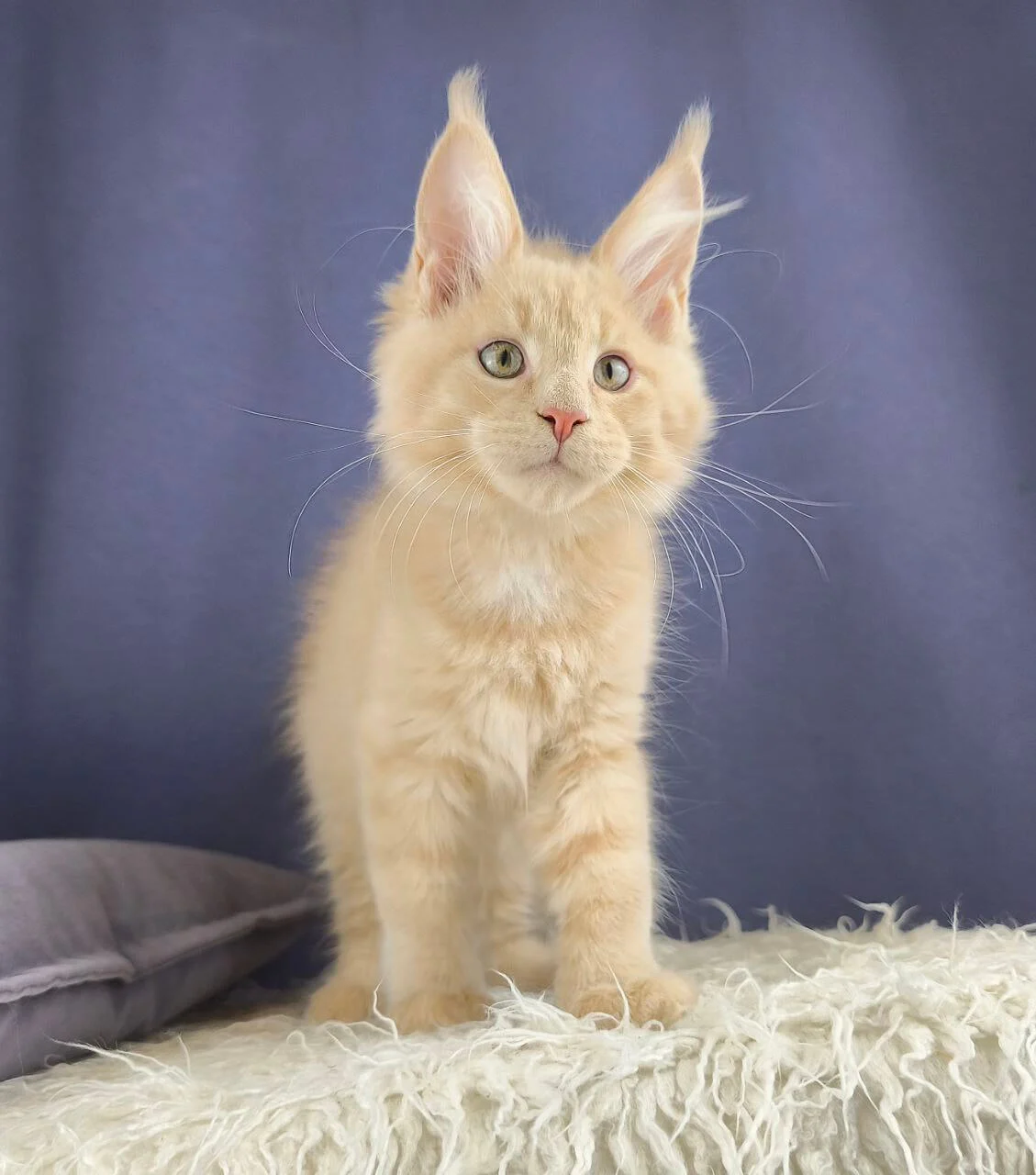 Meet Joy, a stunning male Maine Coon kittens for sale London with a luxurious cream coat and captivating yellow eyes.
