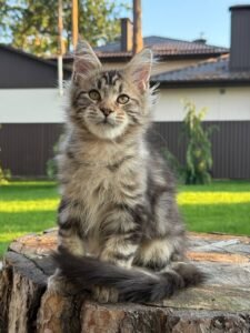 Maine Coon kittens for sale near me
