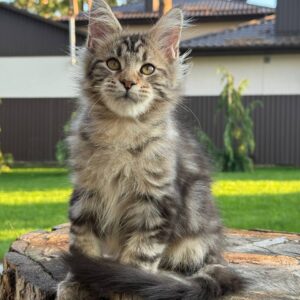 Maine Coon kittens for sale near me