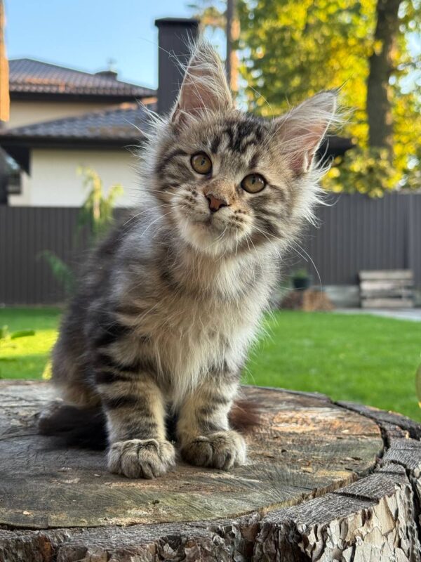 Baron - Male - Image 3