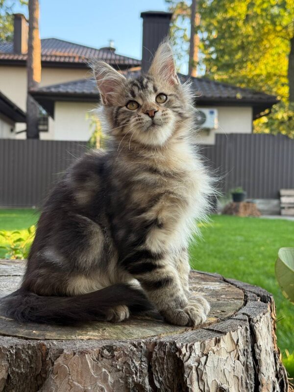 Baron - Male - Image 2