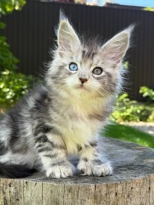 Maine Coon cat for sale