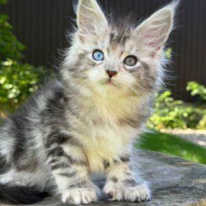 Maine Coon cat for sale