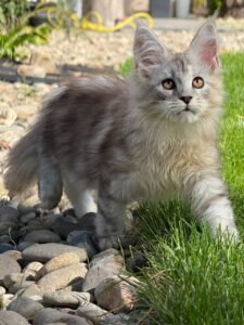 Maine coon kittens for sale scotland