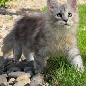 Maine coon kittens for sale scotland
