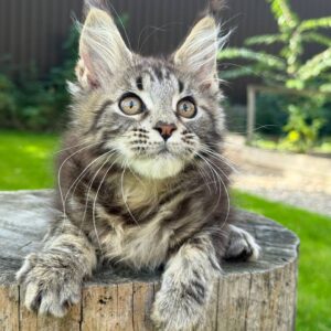 Maine Coon Kittens Scotland