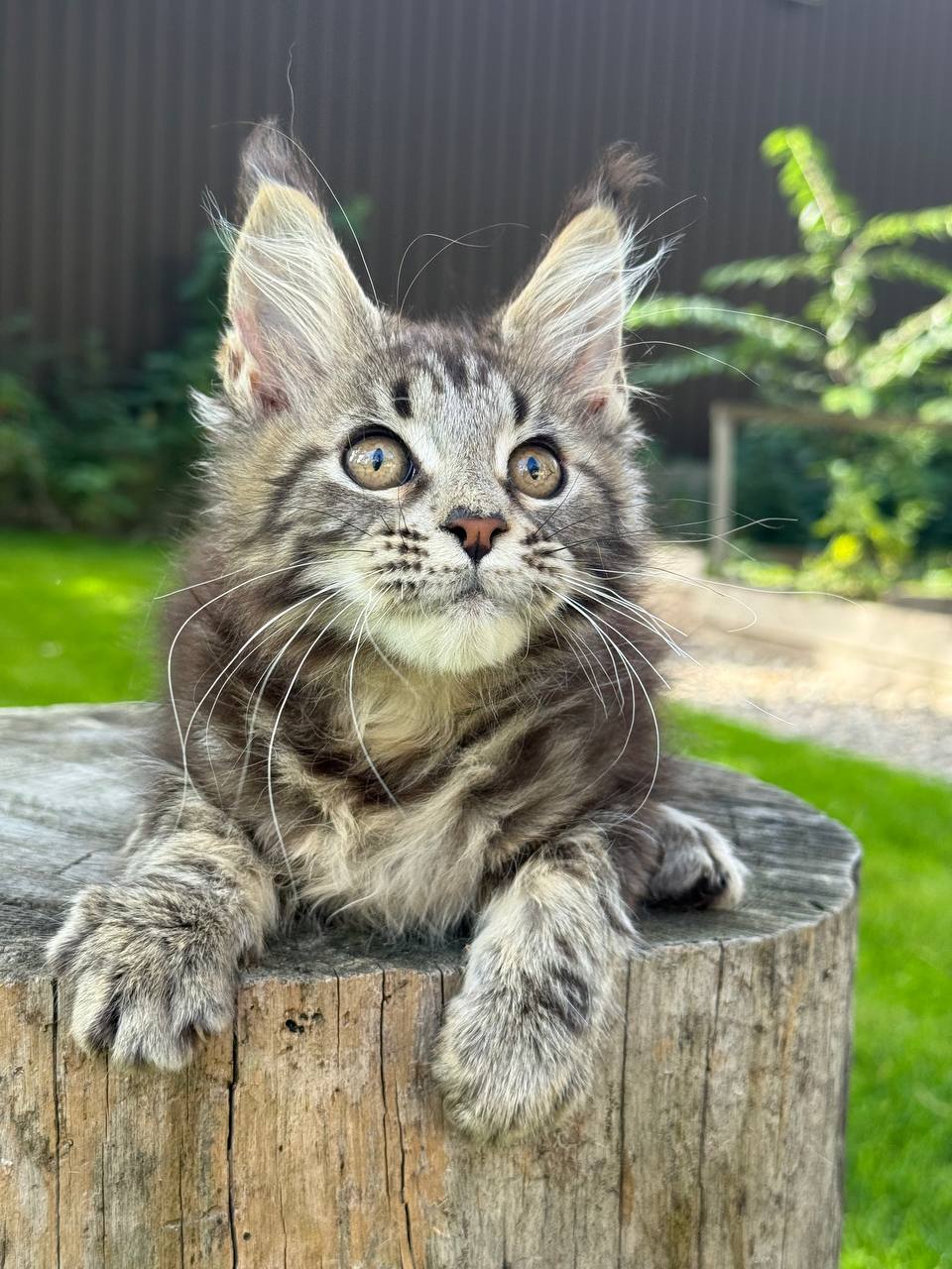 Maine Coon Kittens Scotland