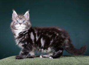 Maine Coon kittens for sale Manchester