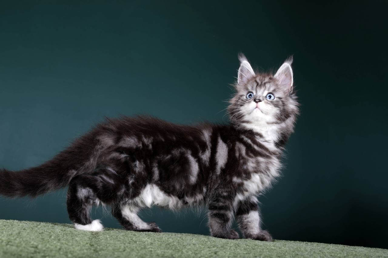 Maine Coon kittens for sale Manchester