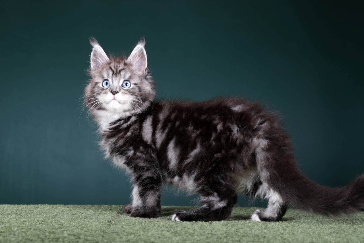 Maine Coon kittens for sale Manchester