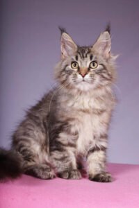 Maine Coon for sale