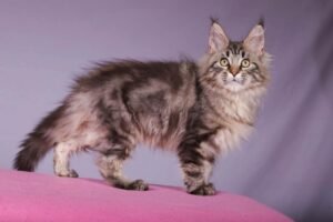 Maine Coon for sale