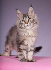 Maine Coon for sale