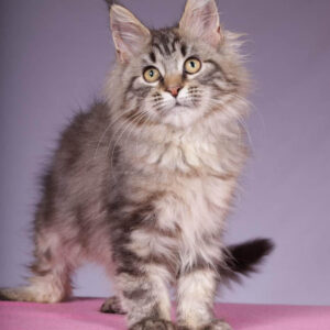 Maine Coon for sale