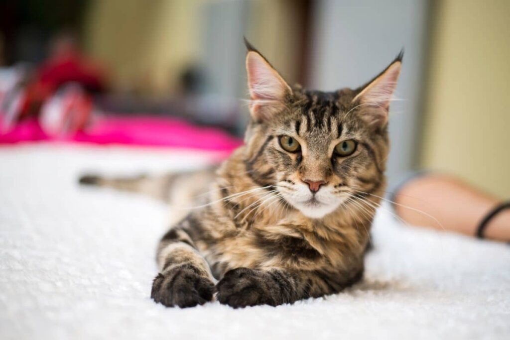 Maine Coon Tabby Mix