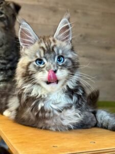 Maine Coon kittens for sale Manchester