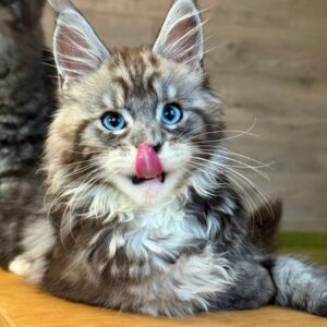 Maine Coon kittens for sale Manchester